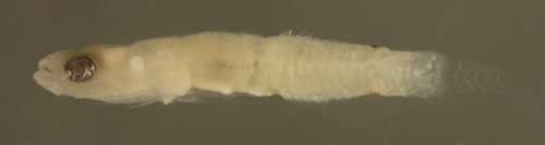 pycnomma roosevelti pycnomma roosevelti (goby reef fish larvae)