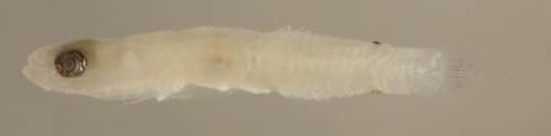 fish larva, ichthyology caribbean fish larvae