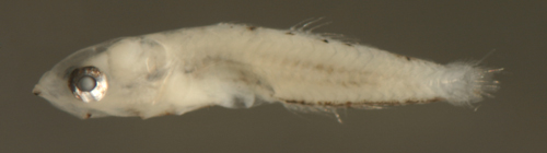 bathygobius curacao (coral reef fish larvae)