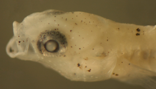 larval bathygobius gobies and goby larvae
