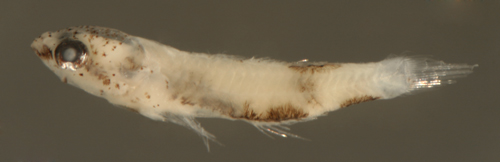 larval bathygobius soporator