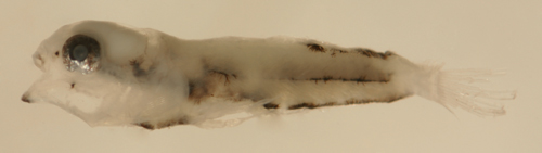 larval bathygobius