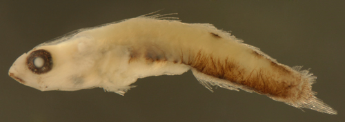 chriolepis fisheri chriolepis fisheri (larval reef gobies)