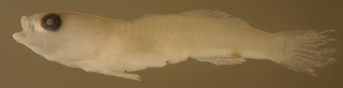 gobulus myersi coral reef fish