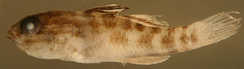 caribbean fish larvae