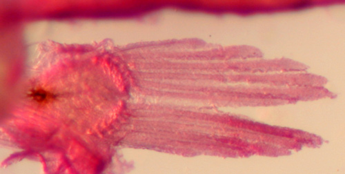 larval goby goby