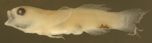 psilotris alepis
