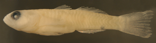 psilotris amblyrhynchus