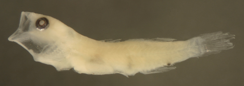 psilotris batrachodes psilotris batrachodes(goby reef fish larvae)