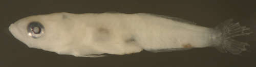 gobulus myersi gobulus myersi (goby reef fish larvae)