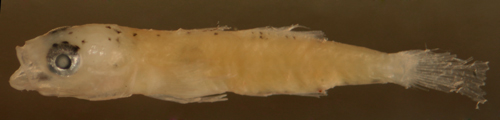 coryphopterus kuna