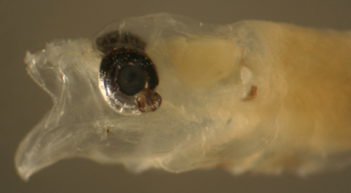 larval eye abnormality
