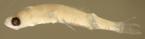 coryphopterus larvae
