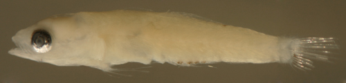 coryphopterus glaucofraenum larvae