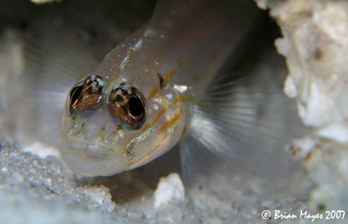 offshore bridled goby, C. bol