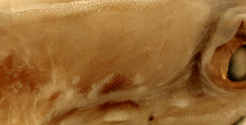holotype Coryphopterus tortugae