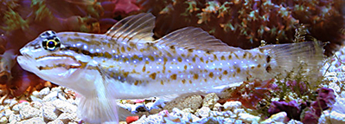 bridled goby George Lin
