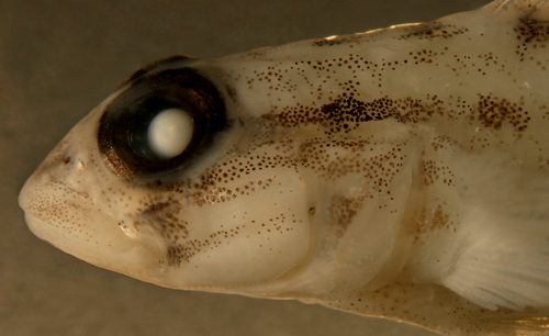 pallid bridled goby
