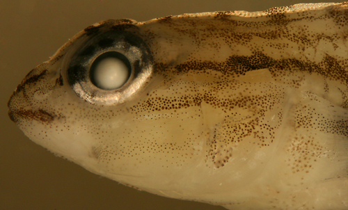 identification of coryphopterus glaucofraenum