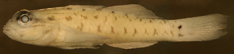 coryphopterus glaucofraenum