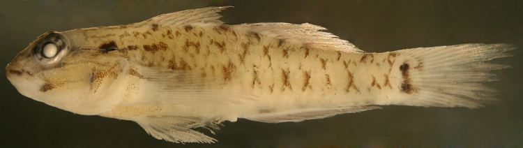 bridled goby