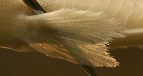 head stripes on bridled goby