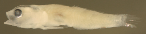 Tigrigobius gemmatus larvae