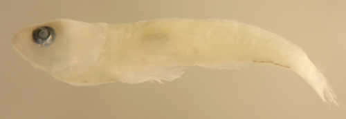 larval tigrigobius saucrus