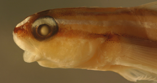 sharknose goby