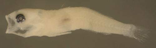 larval Tigrigobius gemmatus