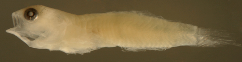 gobiosoma larva