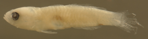 larval ginsburgellus novemlineatus