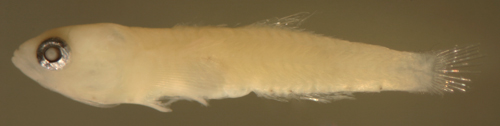 tigrigobius multifasciatum larvae