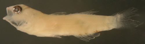 larval elacatinus pallens