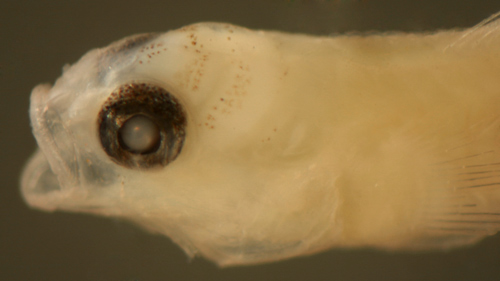 larval semiscaled goby