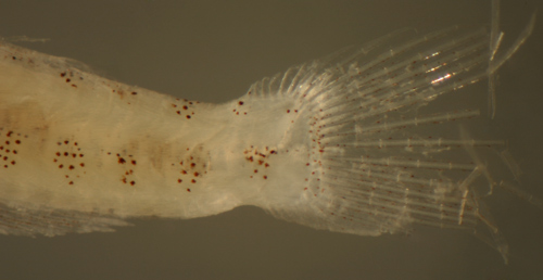 larval leopard goby