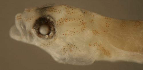Tigrigobius saucrus larva