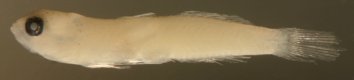 larval frecklefin goby