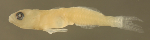 gobiosoma saucrus larvae