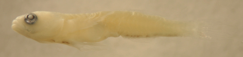 tigrigobius saucrus larvae