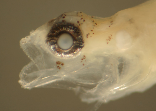 gobiosoma pallens larvae
