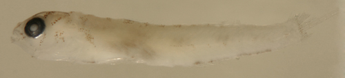 Tigrigobius saucrus larvae