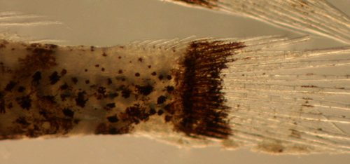 gobiosoma spes larva