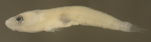greenbanded goby larvae