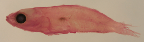 tigrigobius panamensis larvae
