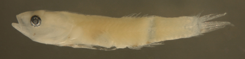 barbulifer larvae