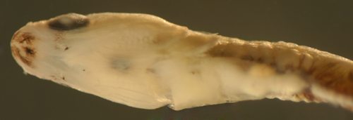 caribbean goby larvae