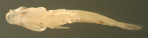 larval fish morphology