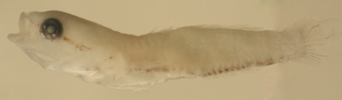 larval melanophores