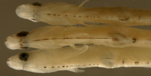 larval eleotris